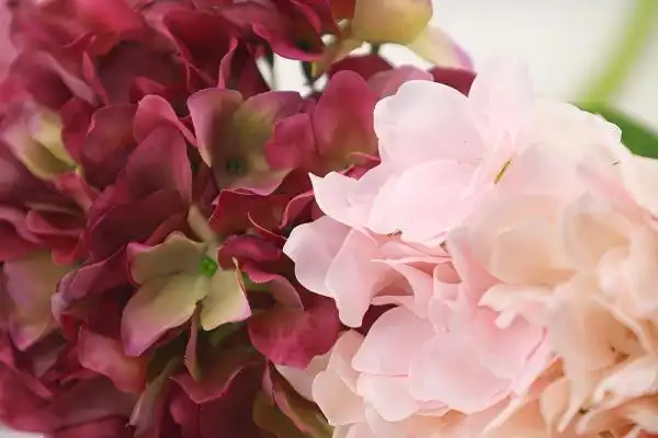 Is real touch wave hydrangea applicable for covered outdoor wedding events?